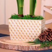 Winter Formal Double Dream Amaryllis Flower Alternate Image 2