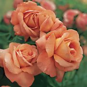 Outrageous Floribunda Rose Thumb