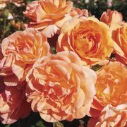 Outrageous Floribunda Rose Alternate Image 3