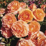 Outrageous Floribunda Rose Alternate Image 4