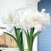 Winter Watch Double Alfresco Amaryllis Flower Alternate Image 1