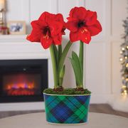 Fresh Plaid Double Red Lion Potted Amaryllis Bulb Gift Thumb