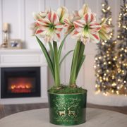 Winter Delight Double Moon Scene Amaryllis Flower Thumb