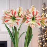 Winter Delight Double Moon Scene Amaryllis Flower Alternate Image 1