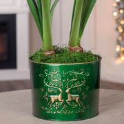 Winter Delight Double Moon Scene Amaryllis Flower Alternate Image 2