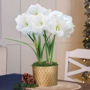 Holiday Shimmer Double Alfresco Potted Amaryllis Bulb Gift Thumb