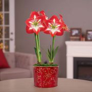 Winter Radiance Double Minerva Potted Amaryllis Bulb Gift Thumb