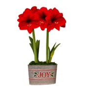 Joyful Winter Red Lion Amaryllis Duo Gift Alternate Image 3