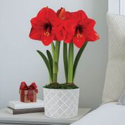 Comfort and Joy Double Red Lion Potted Amaryllis Bulb Gift Thumb