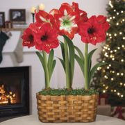Season's Greetings Triple Mixed Amaryllis Flower Thumb
