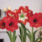 Season's Greetings Triple Mixed Amaryllis Flower Alternate Image 1