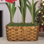 Season's Greetings Triple Mixed Amaryllis Flower Alternate Image 2