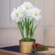 Holiday Shimmer Triple Alfresco Potted Amaryllis Bulb Gift Thumb