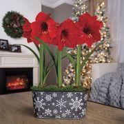 Snowfall Splendor Triple Red Lion Amaryllis Flower Thumb