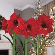Snowfall Splendor Triple Red Lion Amaryllis Flower Alternate Image 1