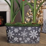 Snowfall Splendor Triple Red Lion Amaryllis Flower Alternate Image 2