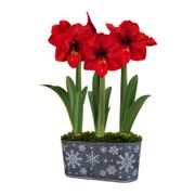 Snowfall Splendor Ferrari Amaryllis Trio Gift Alternate Image 2