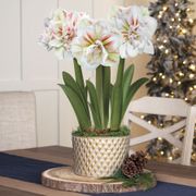 Lavish Winter Triple Double Nymph Amaryllis Flower Thumb