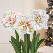 Lavish Winter Triple Double Nymph Amaryllis Flower Alternate Image 1