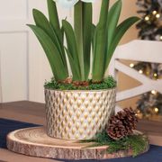 Lavish Winter Triple Double Nymph Amaryllis Flower Alternate Image 2