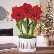 Splendid Season Triple Cherry Nymph Amaryllis Flower Thumb