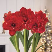 Splendid Season Triple Cherry Nymph Amaryllis Flower Alternate Image 1
