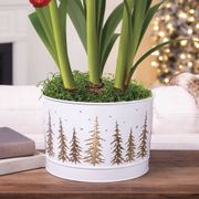 Splendid Season Triple Cherry Nymph Amaryllis Flower Alternate Image 2