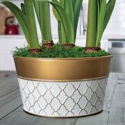 Holiday Ball Ultimate Ferrari  Amaryllis Flower Alternate Image 2