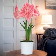 First Love Amaryllis Flower Thumb