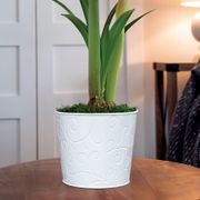 First Love Amaryllis Flower Alternate Image 2