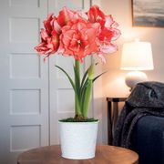 Joker Amaryllis Flower Thumb