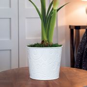 Joker Amaryllis Flower Alternate Image 2