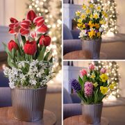 3 Month Bulb Club Thumb