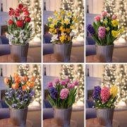 6 Month Bulb Club Thumb