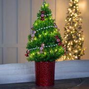 Peppermint Twist Potted Christmas Tree Alternate Image 1