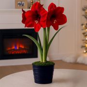 Silent Night Single Miracle Potted Amaryllis Bulb Gift Thumb