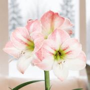 Winter Frost Apple Blossom Amaryllis Gift Alternate Image 1