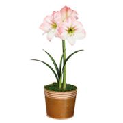 Winter Frost Apple Blossom Amaryllis Gift Alternate Image 2