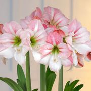 Winter Frost Triple Apple Blossom Potted Amaryllis Bulb Gift Alternate Image 1