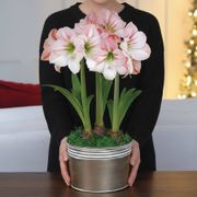 Winter Frost Triple Apple Blossom Potted Amaryllis Bulb Gift Alternate Image 2