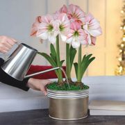 Winter Frost Triple Apple Blossom Potted Amaryllis Bulb Gift Alternate Image 3