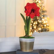 Winter Frost Single Red Lion Potted Amaryllis Bulb Gift Thumb