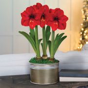 Winter Frost Triple Red Lion Potted Amaryllis Bulb Gift Thumb