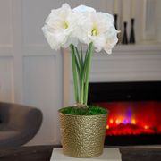 Holiday Glow Single Alfresco Potted Amaryllis Bulb Gift Thumb