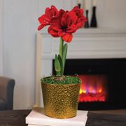 Holiday Glow Single Ragtime Potted Amaryllis Bulb Gift Thumb