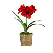 Holiday Glow Ragtime Amaryllis Gift Alternate Image 2