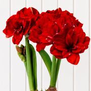 Holiday Glow Ragtime Amaryllis Duo Gift Alternate Image 1
