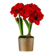 Holiday Glow Ragtime Amaryllis Duo Gift Alternate Image 2