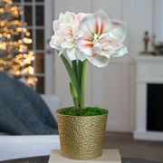 Holiday Glow Single Double Nymph Potted Amaryllis Bulb Gift Thumb