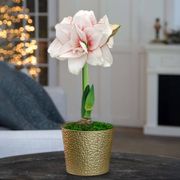 Holiday Glow Single Elvas Potted Amaryllis Bulb Gift Thumb